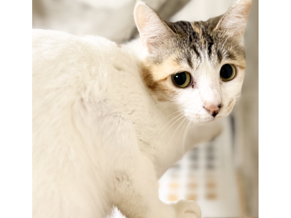 とても小柄な三毛猫ちゃん
