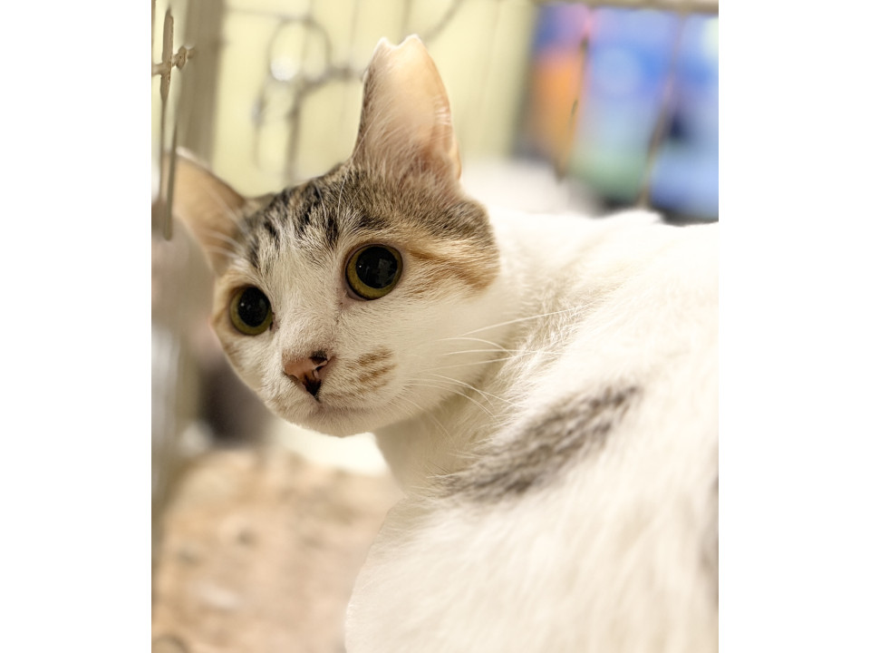 猫]福岡県福岡市中央区の里親募集 とても小柄な三毛猫ちゃん