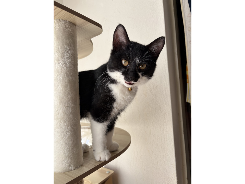黒白柄ねこちゃん