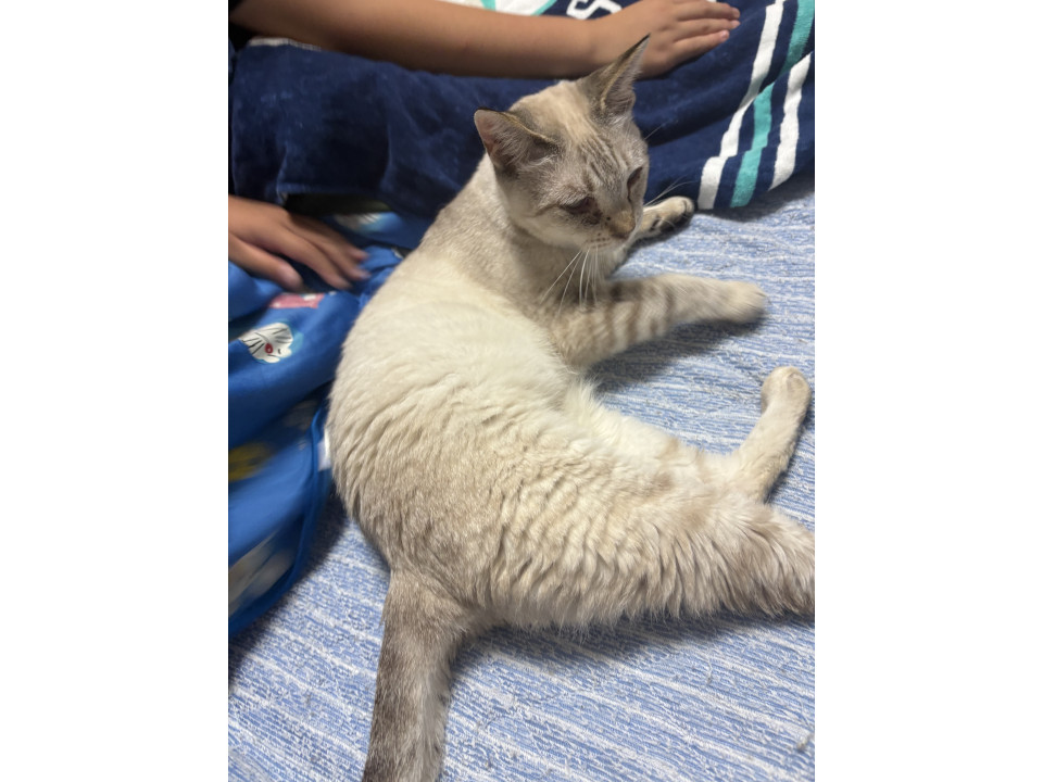 可愛い美猫ちゃん