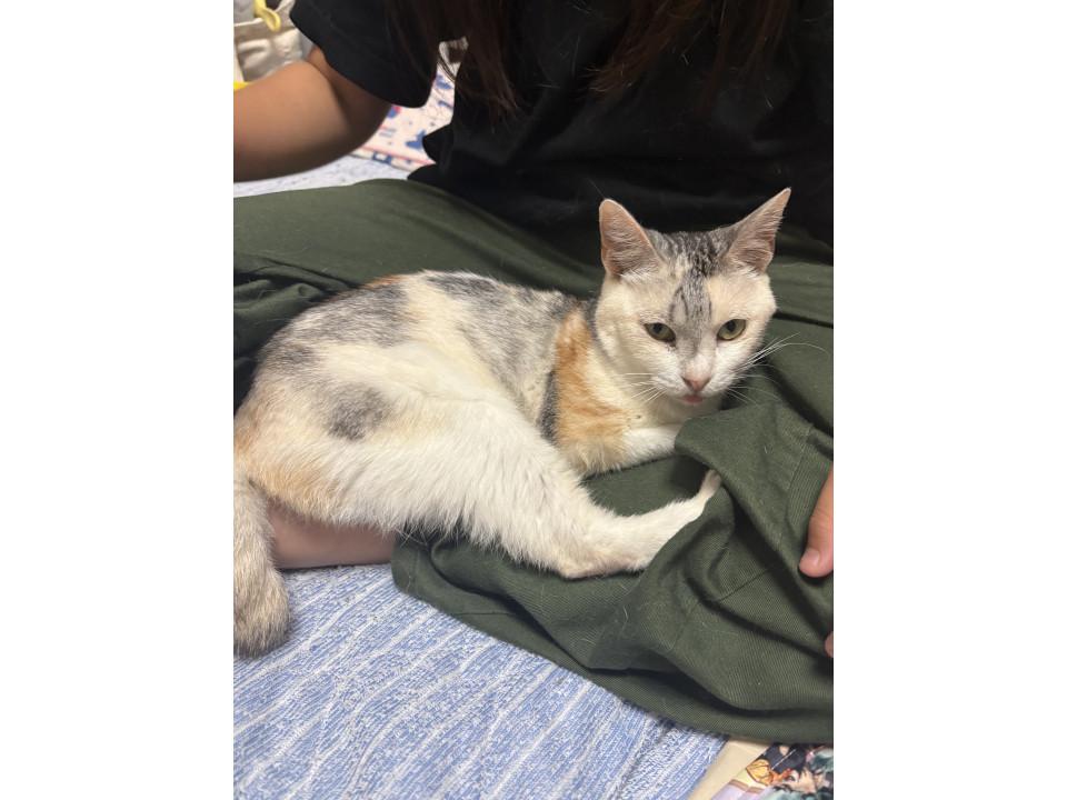 三毛猫の甘えん坊さん