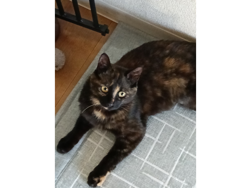 魅力的なサビ柄　里親様決まりました
