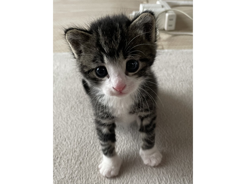 生後１か月の子猫