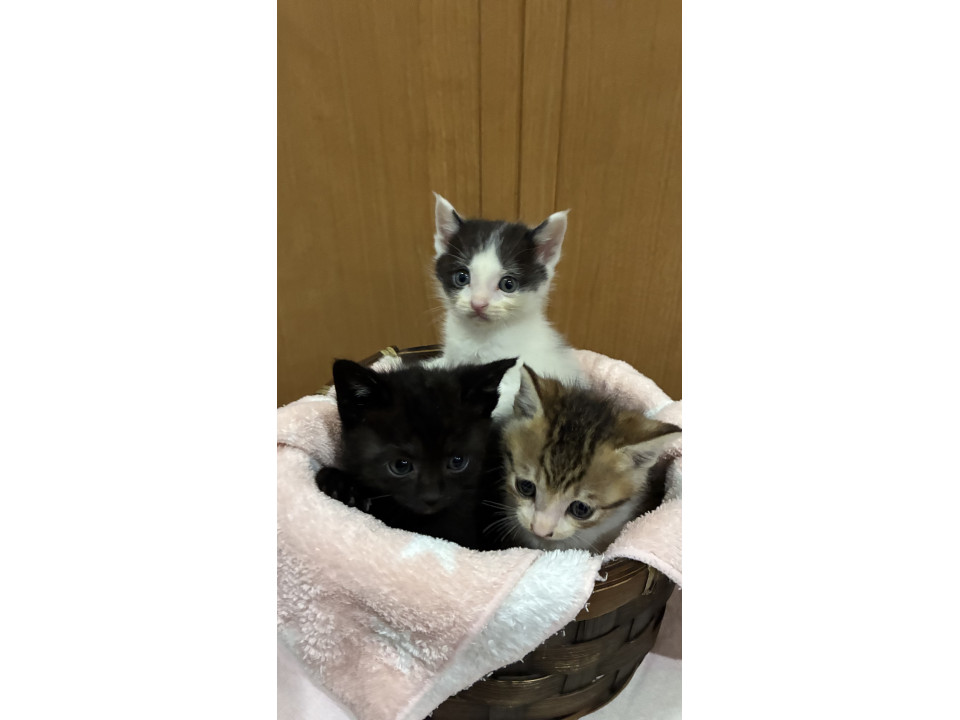 きょうだい猫❣️黒猫ちゃん‼️