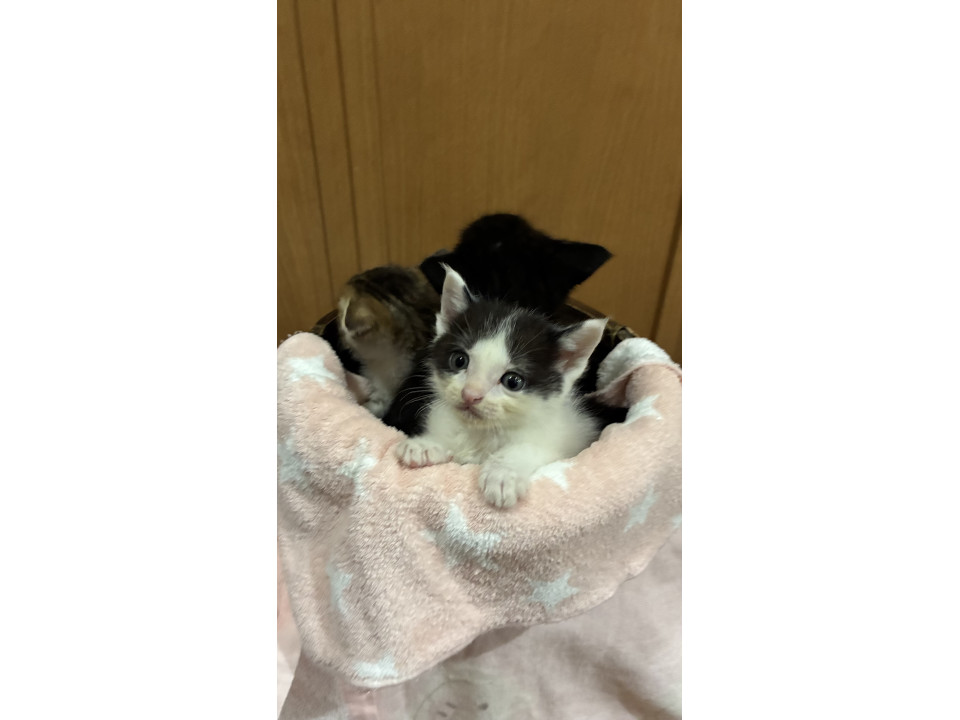 きょうだい猫❣️ブチ柄ちゃん‼️