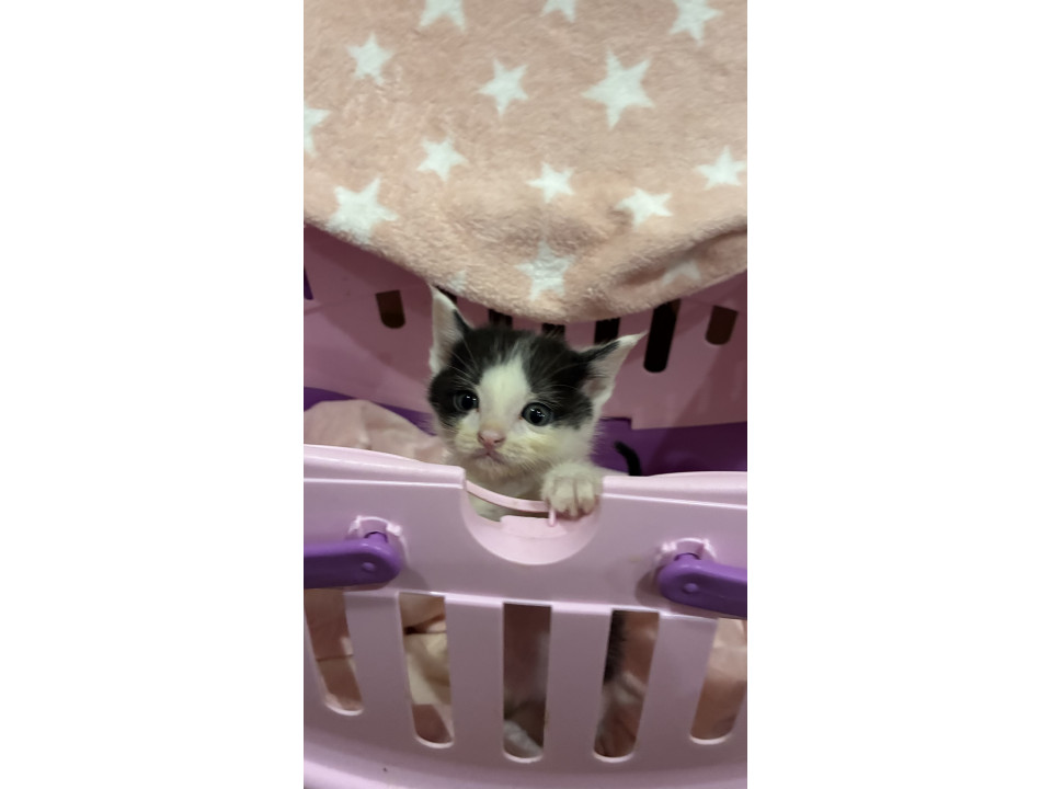(ΦωΦ)ポケにゃん♥生後３ヶ月(ΦωΦ)ちびちび♥里親様募集♥猫(ΦωΦ) 猫]大阪府泉南市の里親募集 きょうだい猫❣️ブチ柄ちゃん‼️