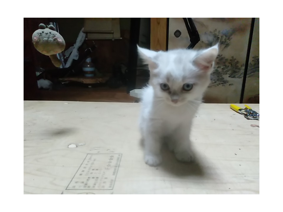 シャムぽいキイロちゃん