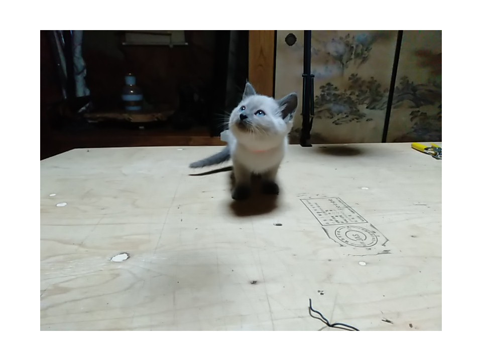 シャムぽいダイダイちゃん