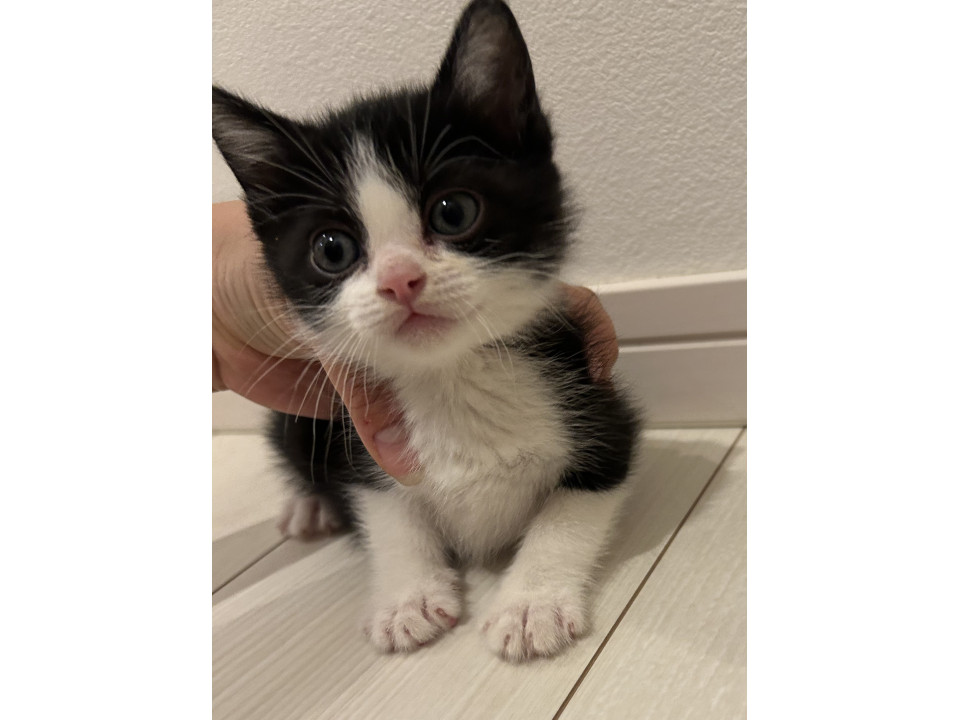 黒白ハチワレ