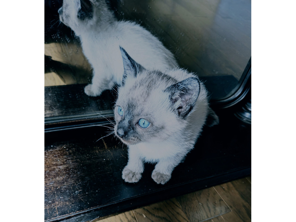 エキゾチックな活発で人懐っこいシャム系