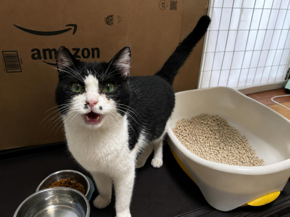 甘えん坊で人が大好きな猫ちゃん