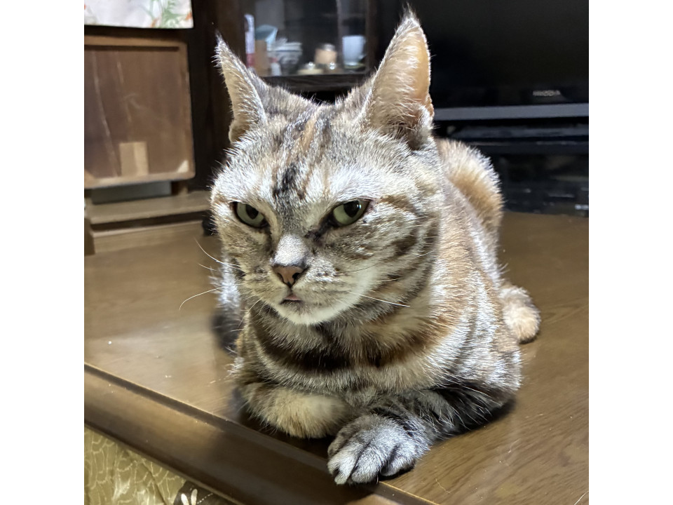 人が大好きな茶色いアメショーの女のコ