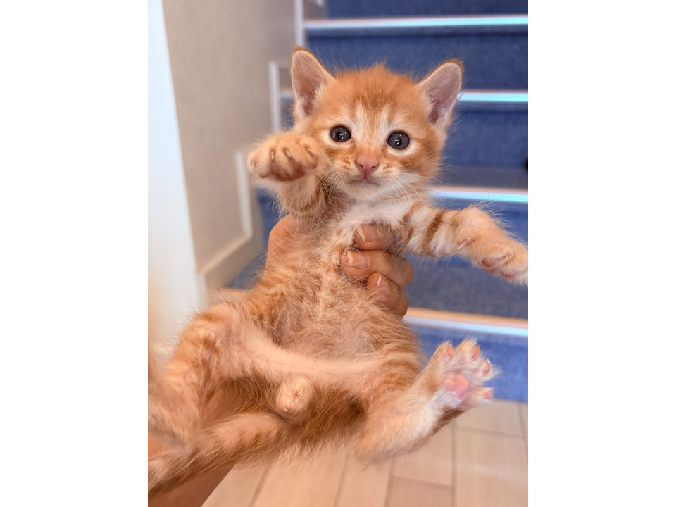 可愛い茶虎の男の子