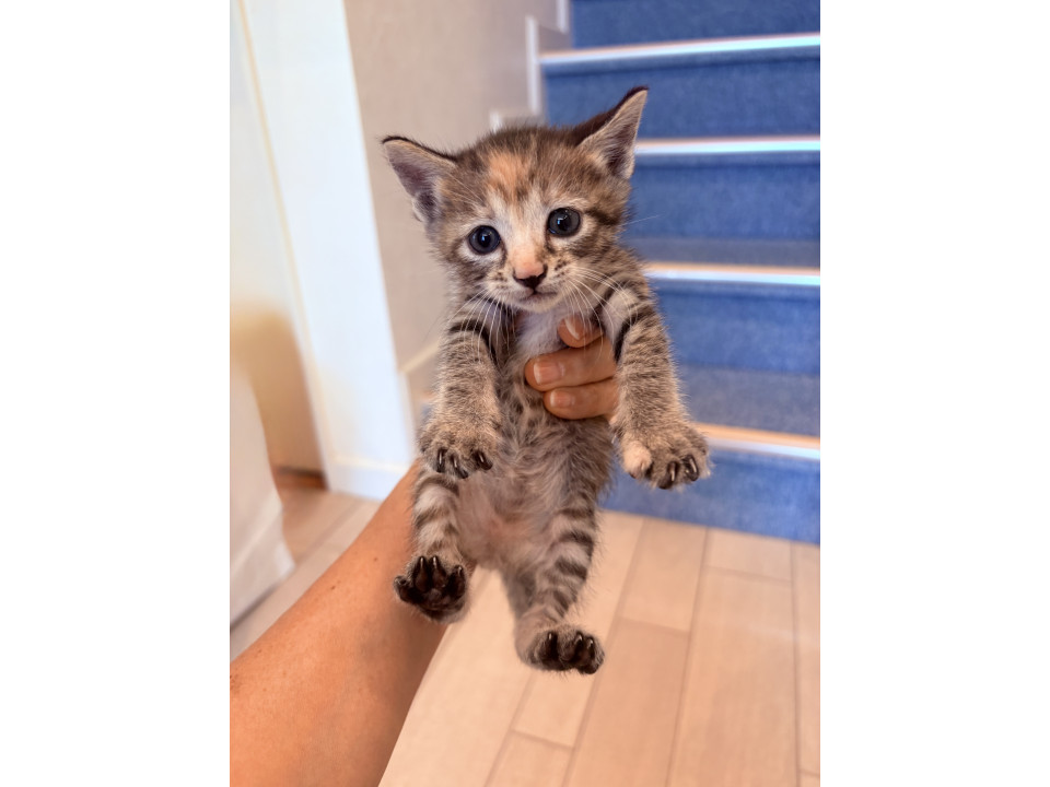 おでこが可愛いキジ三毛ちゃん