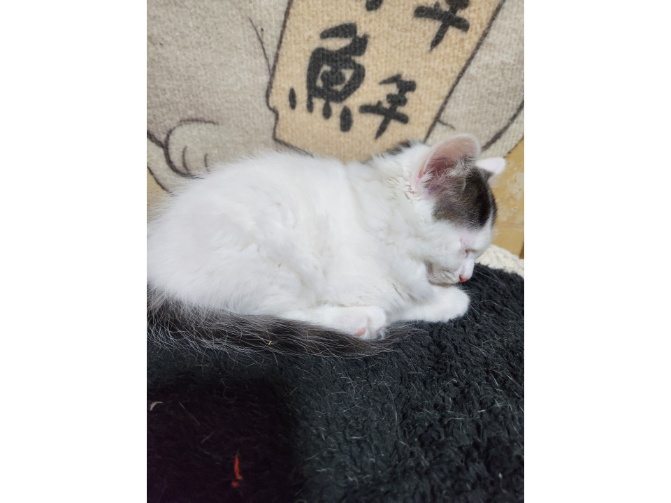 モフモフの男の子