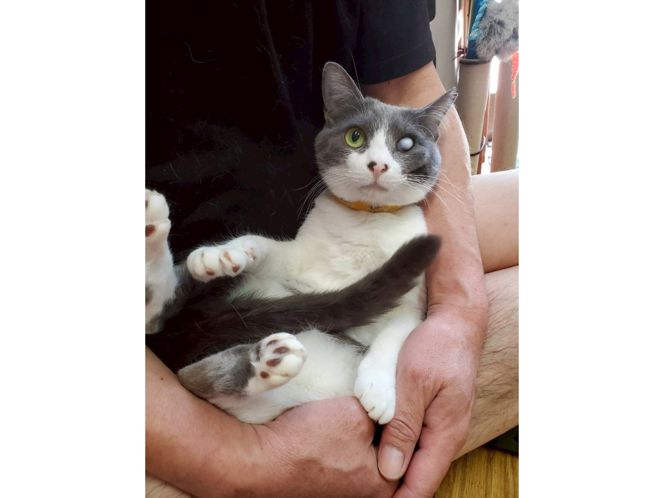 おしゃべり上手なコロンちゃん
