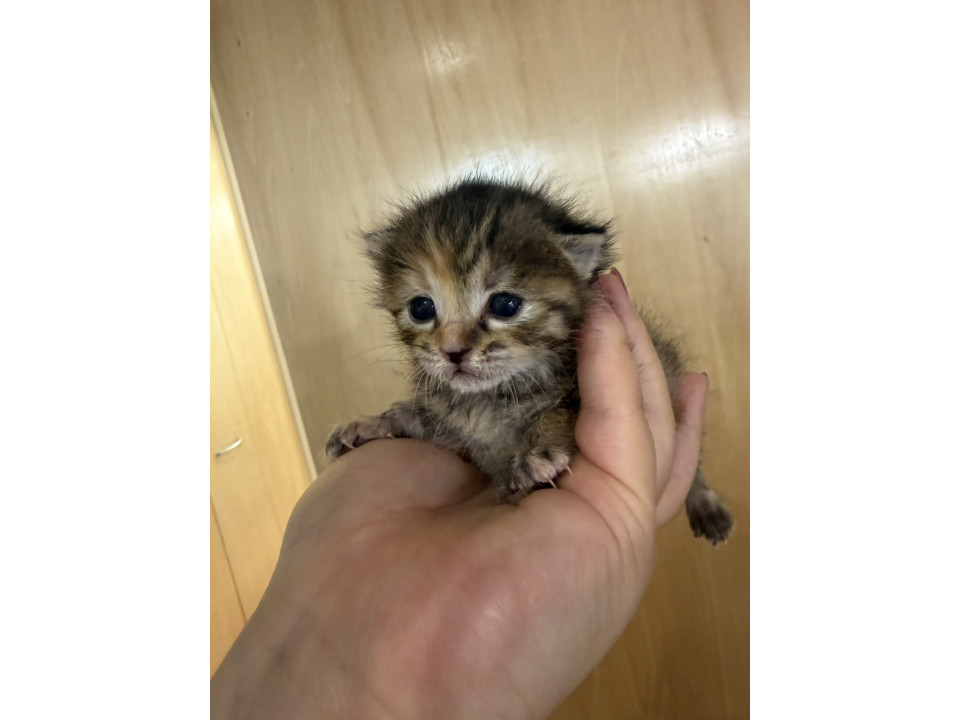 生後12日の赤ちゃん猫の里親募集
