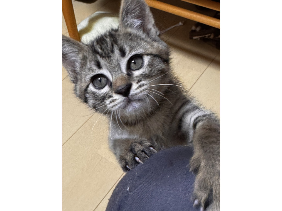 ミルクから育てたひらたちゃん