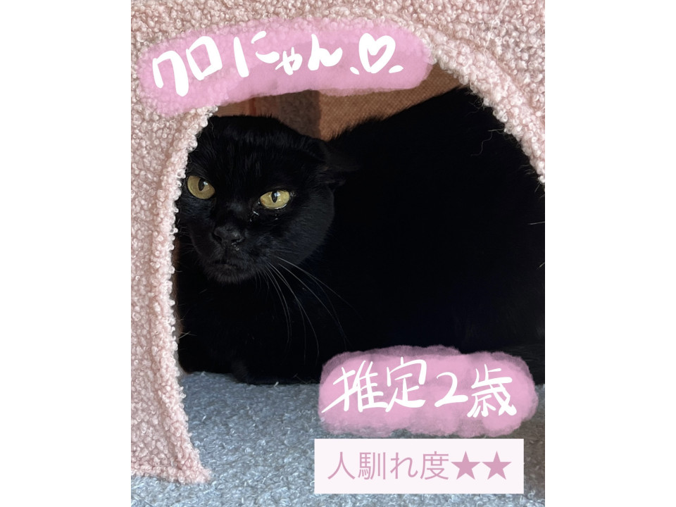 黒猫の女の子