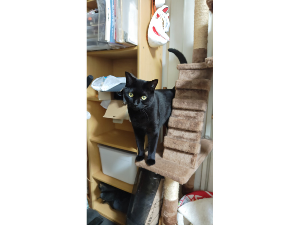 マイペースな黒猫