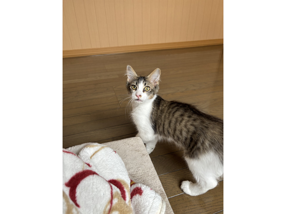 【更新】ふわふわもふもふの男の子