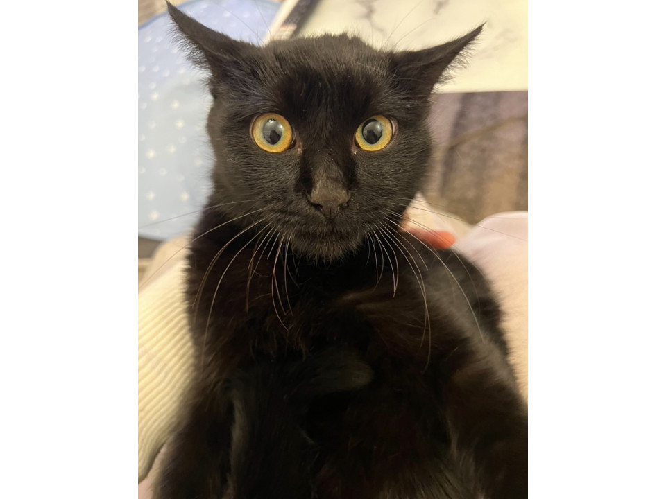 黒猫の男の子