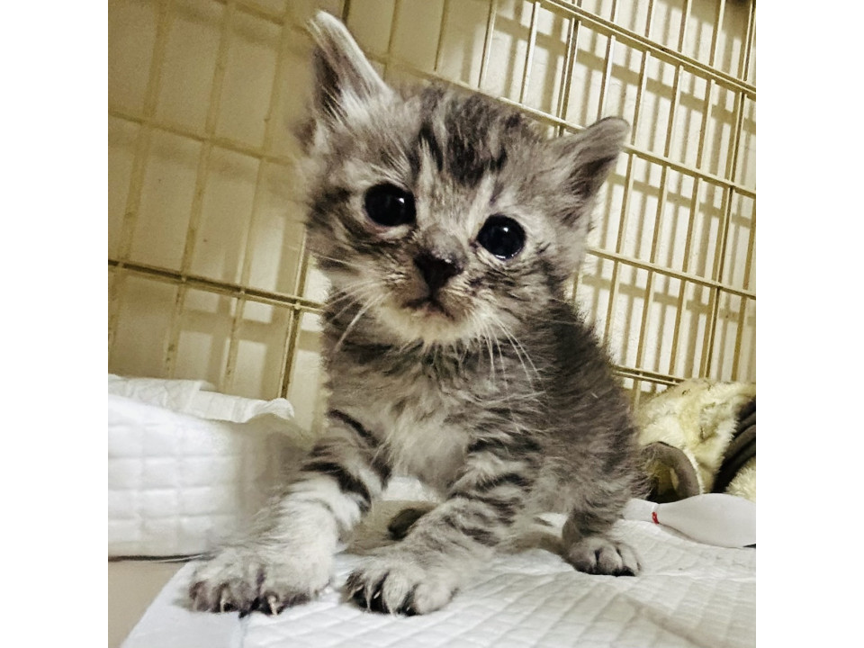 可愛いこねこちゃん