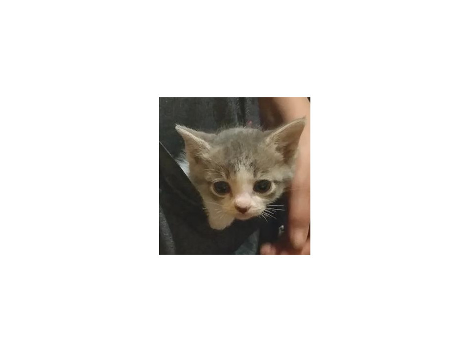 薄いグレーが可愛い♡ハチワレ女子♪