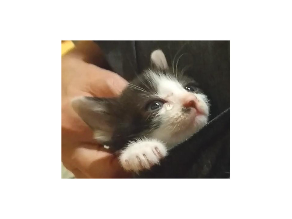 お姉ちゃんより大きくなりたいハチワレ弟