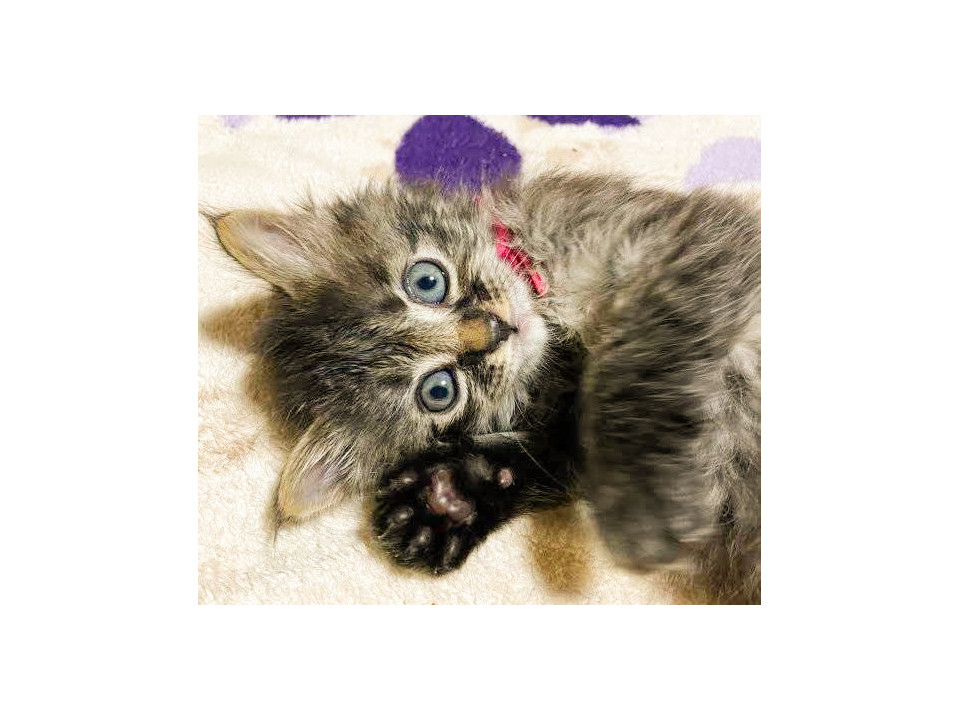 少し気の強いかまってちゃん