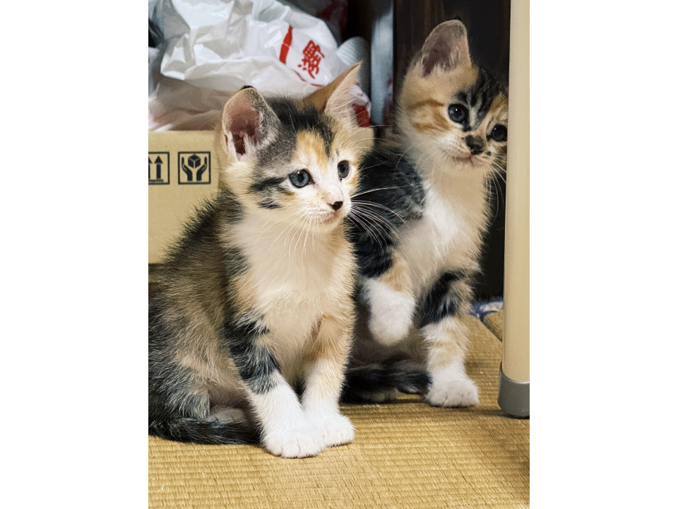 三毛猫の子猫姉妹