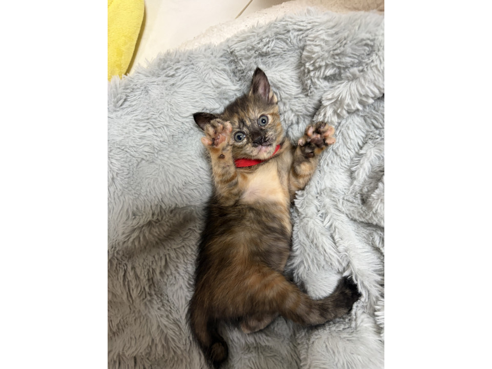 しっかり者のサビちゃん