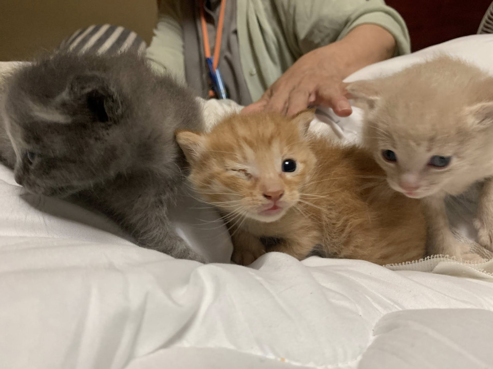 生後４週くらいの仔猫