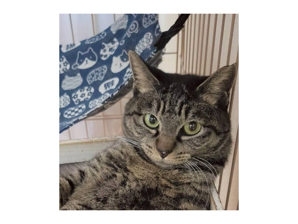 とっても大人しい大人猫