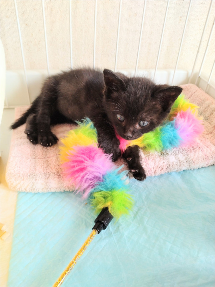 猫]静岡県三島市の里親募集 病持ち元気いっぱい☆黒猫ちゃん！