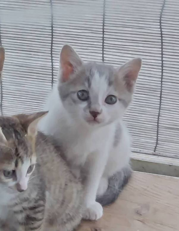 子猫を大切に育ててくれる方募集
