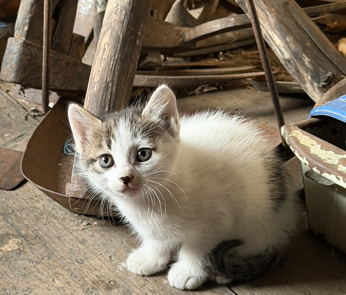 子猫を大切に育ててくれる方募集
