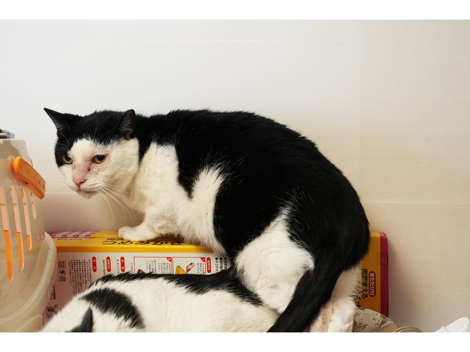 猫]東京都府中市の里親募集 前髪がキュートな♂ピカソ約7歳