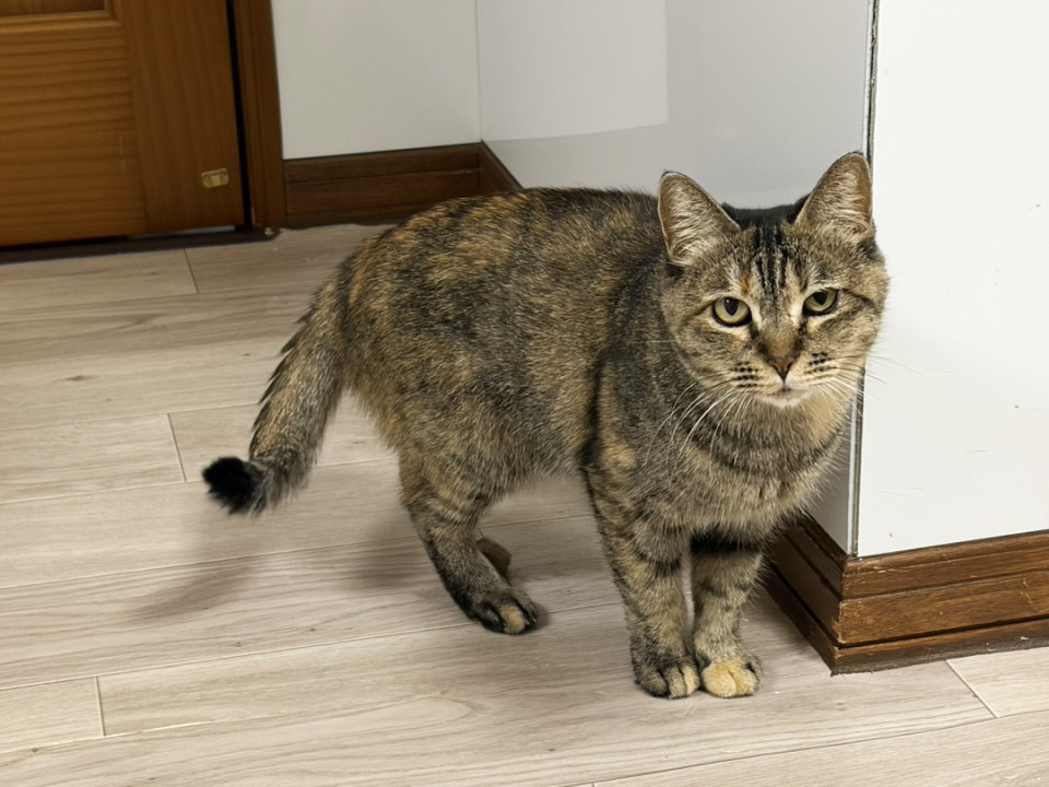 香川でレスキューされた♀さおり