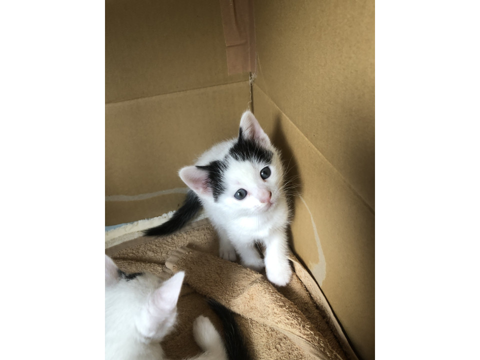 可愛い子猫