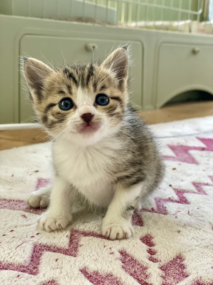 元気な子猫ちゃんです