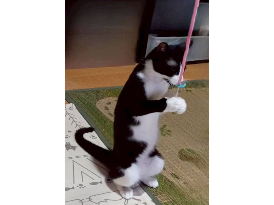 やんちゃなハチワレくん♪