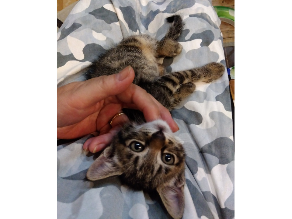 ちびっ子キジトラちゃん②
