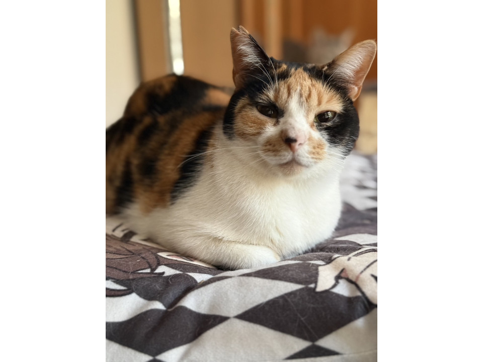 落ち着いた綺麗な三毛猫ちゃん♡