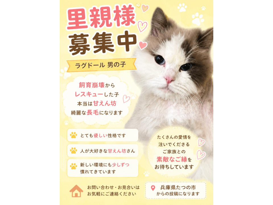【譲渡会参加】ラグドール 男の子