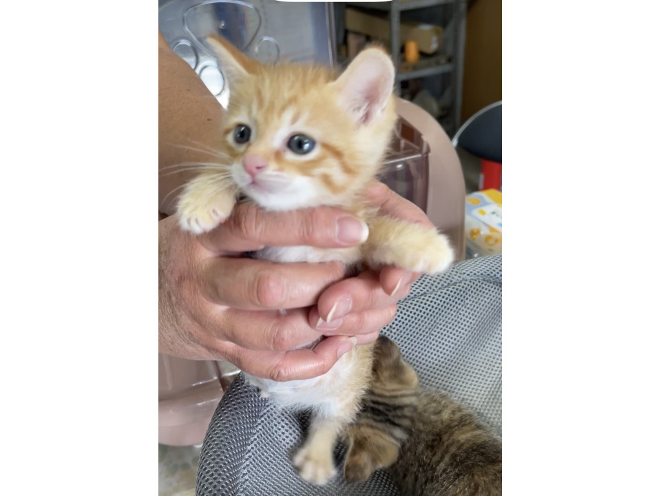 ❣️かわいい茶トラくん