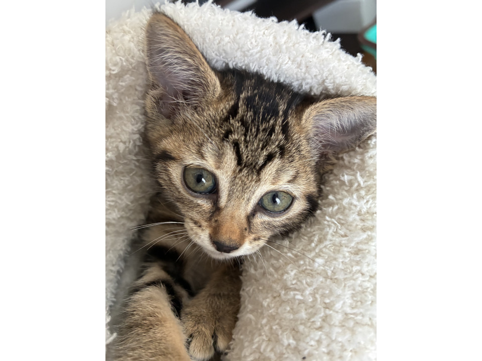かわいいキジネコの子猫
