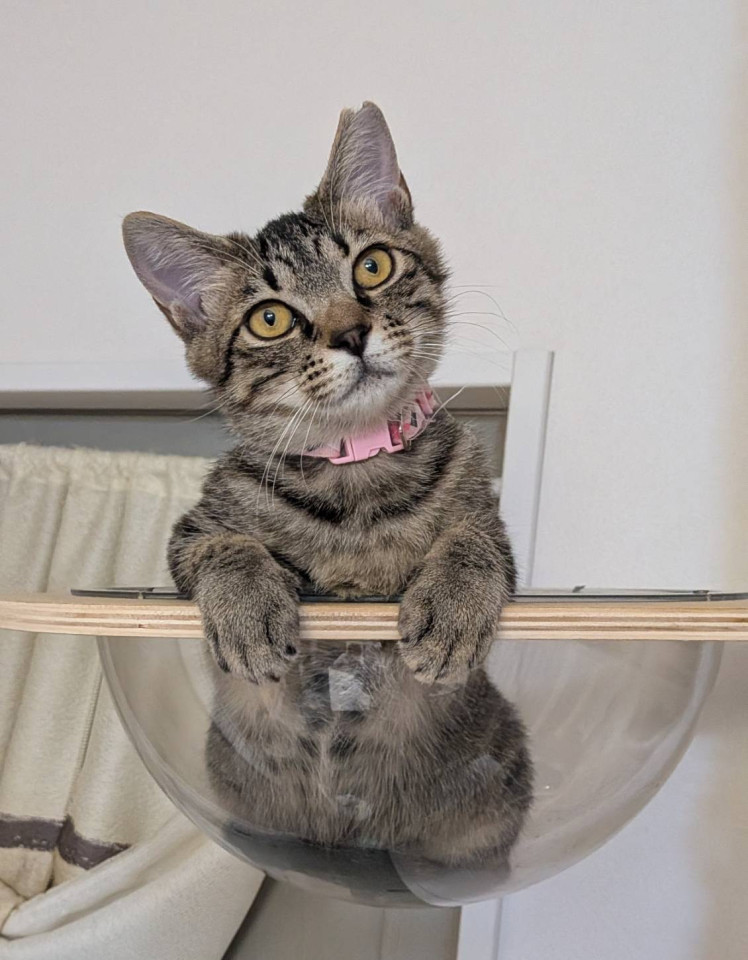 ☆ツンデレ美猫　キジトラ　ジェルちゃん☆