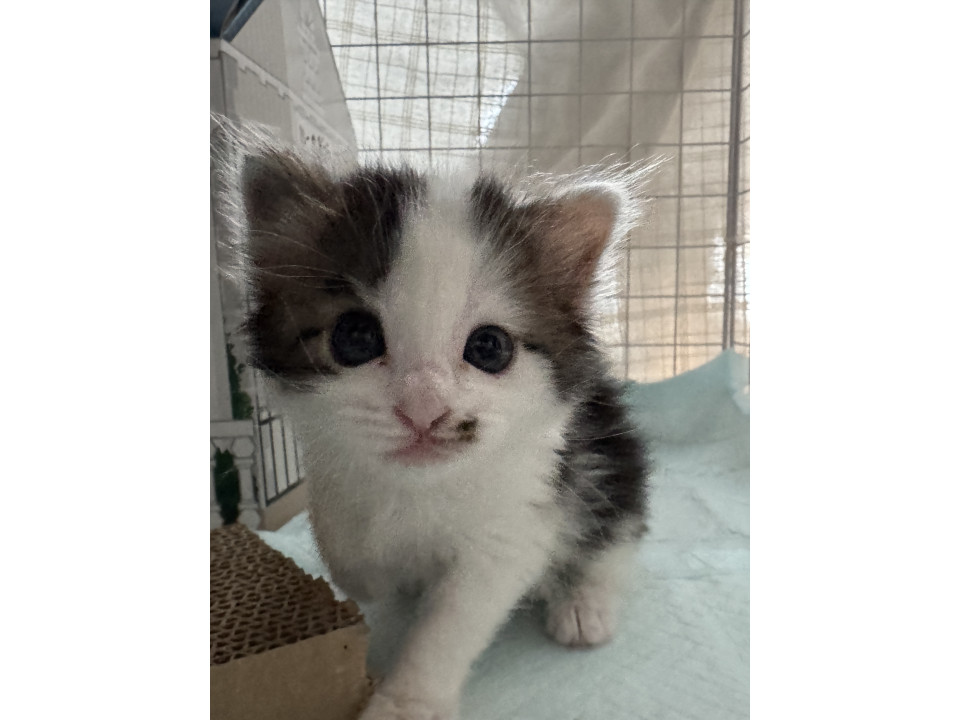 かわいいちび猫ちゃん