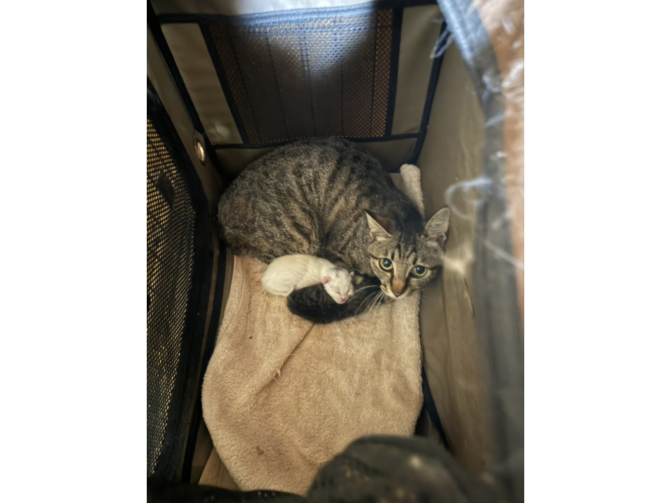 キジトラのお母さんと2匹の子猫